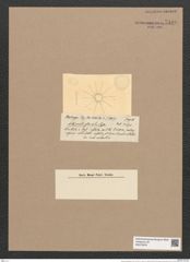 Asterionella glacialis Castr. (de-Toni-Nr.: Genus 70, Species 2697) Zeichnungen Sammlung Grunow Nr. 5529 (NHMW-BOT-W0373978)